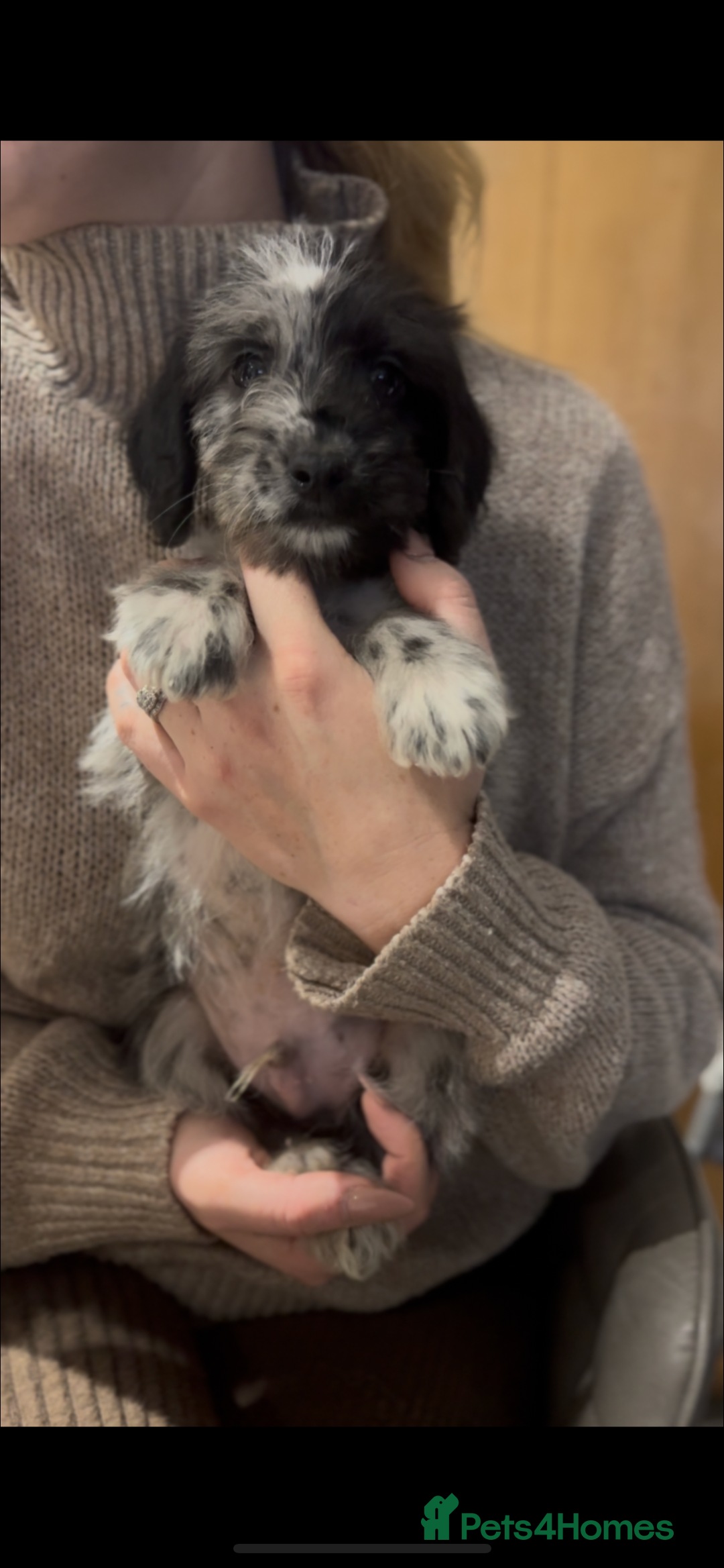 Cockapoo dogs for sale: F1 cockapoos  - Image 1