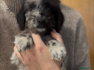 Cockapoo dogs - Advert 3