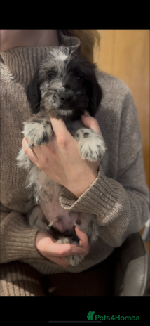 Cockapoo dogs - Advert 8