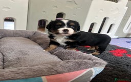 Miniature American Shepherd dogs for sale: 9 Miniature American Shepherd Puppies - Image 10