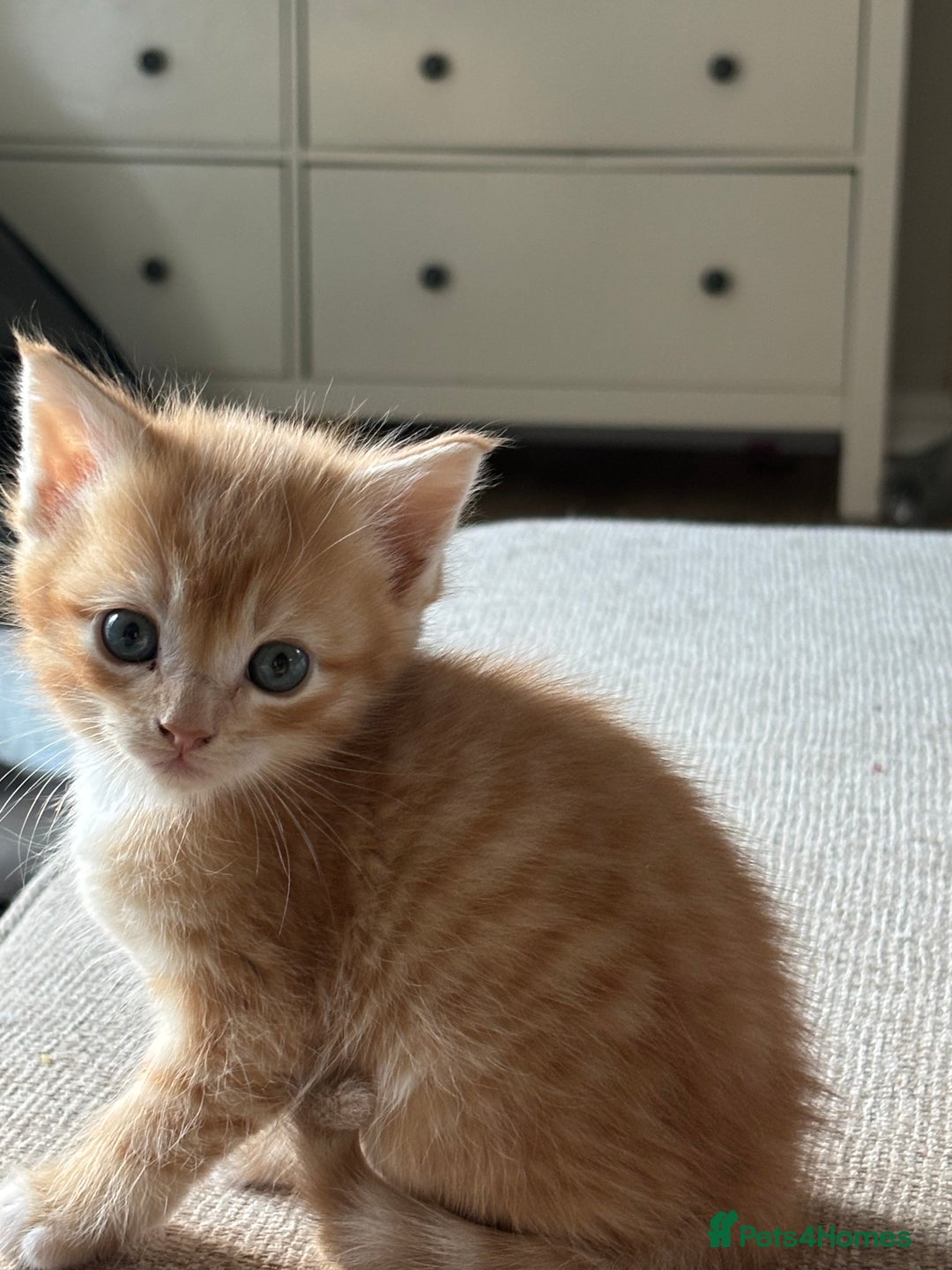 Mixed Breed cats for sale: Maine coon cross kittens - Advert 2