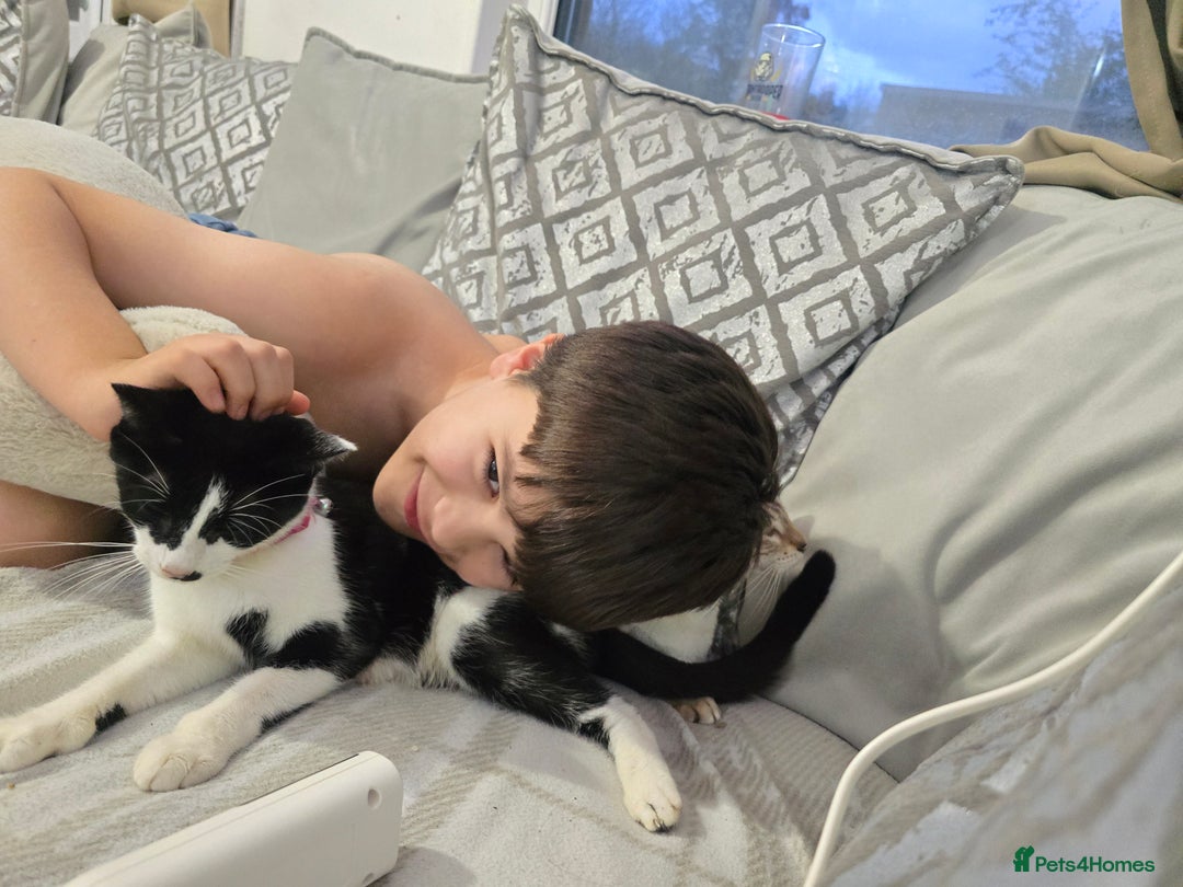 Mixed Breed cats for sale: Loving family tuxedo girl  - Advert 2