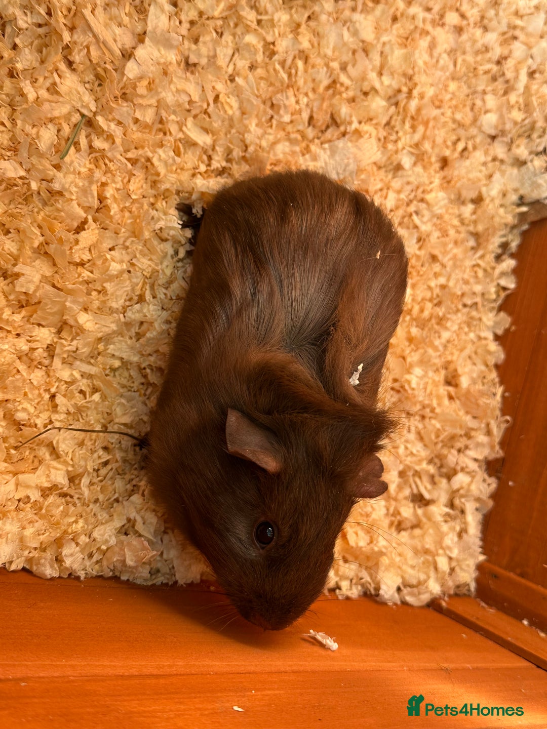 Guinea Pig rodents for sale: Trio Male Guineapigs- Brothers  - Image 7