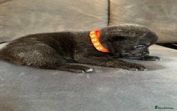 Mixed Breed dogs for sale: 5 x French Pomerdogs - Image 3