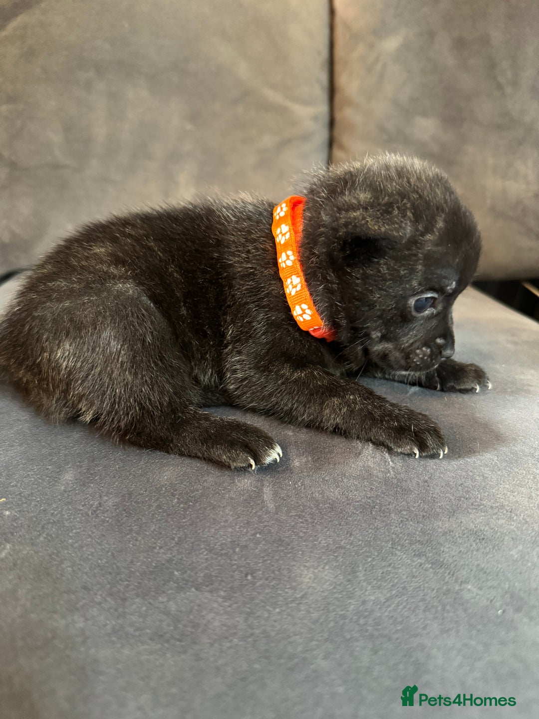Mixed Breed dogs for sale: 5 x French Pomerdogs - Image 3