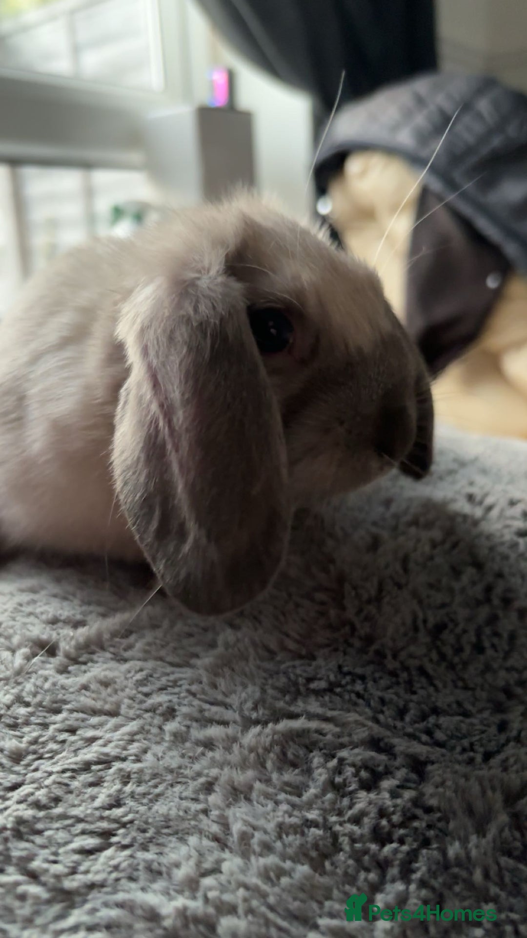 English Lop rabbits for sale: English lop (need gone asap) - Image 5