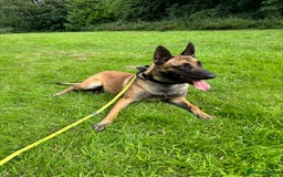 Belgian Shepherd Dog dogs for sale: Stunning Litter working line Belgian Malinois pups - Image 3