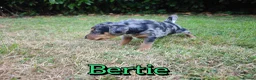 Mixed Breed dogs for sale: Loving Parsons Russell Cross Puppies  - Advert 11