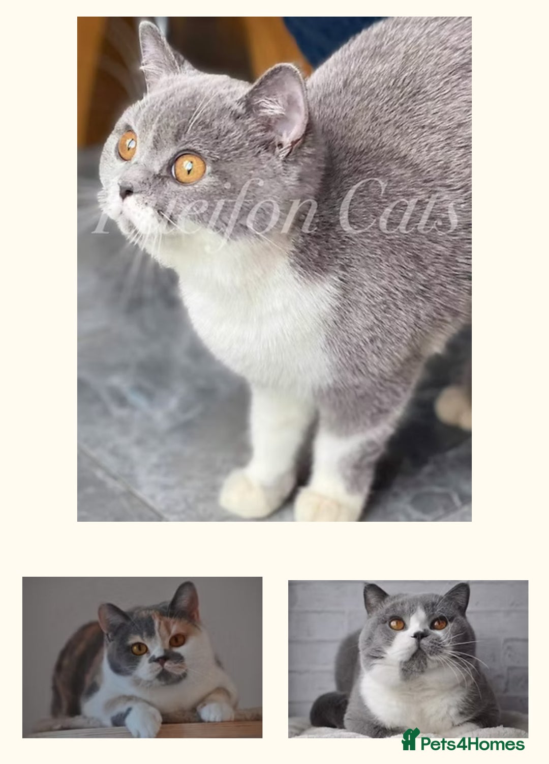 British Shorthair cats for sale: GCCF registered retired very friendly Queen  - Advert 2