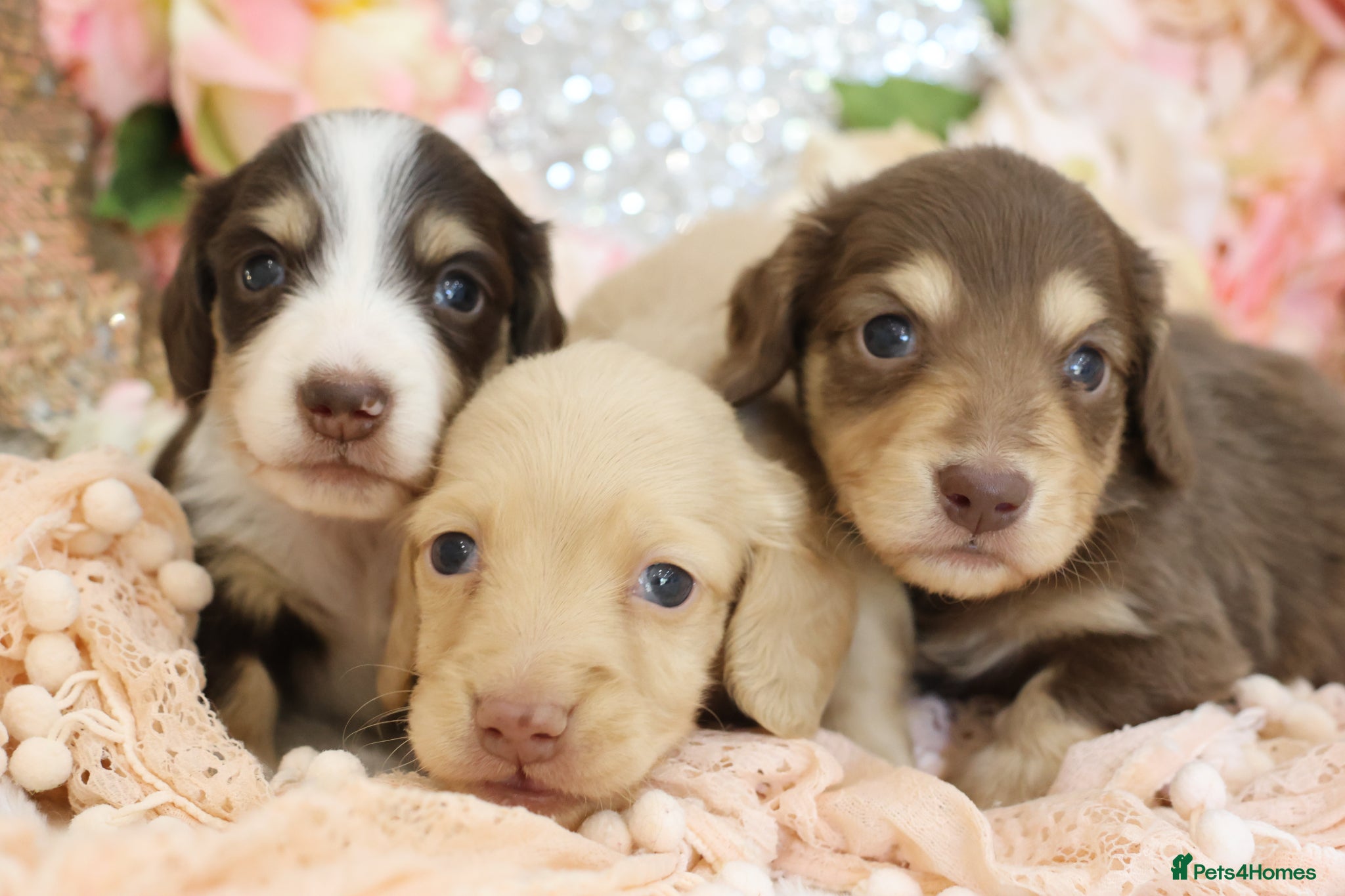 Miniature Dachshund dogs KC Longhair Miniature Dachshund Puppies - Advert 3
