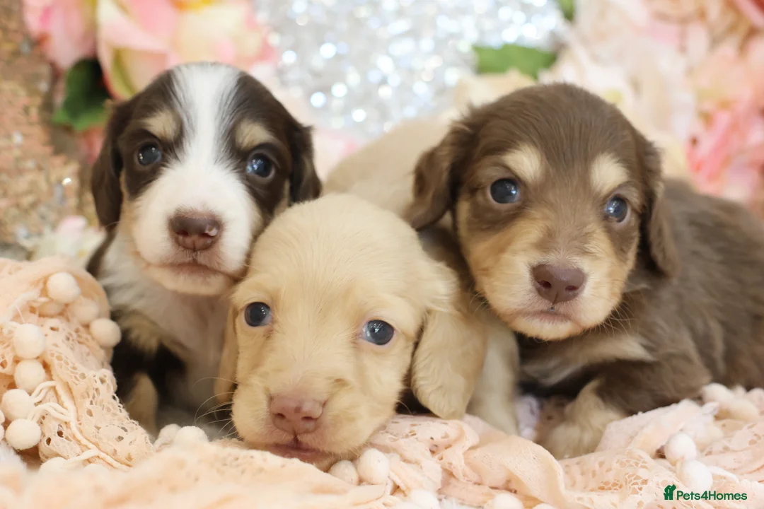 Miniature Dachshund dogs for sale: KC Longhair Miniature Dachshund Puppies in Wisbech - Advert 1