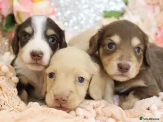 Miniature Dachshund dogs KC Longhair Miniature Dachshund Puppies - Advert 18