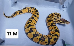 Python Snake reptiles for sale: Royal Python Morph Hatchlings  - Image 22