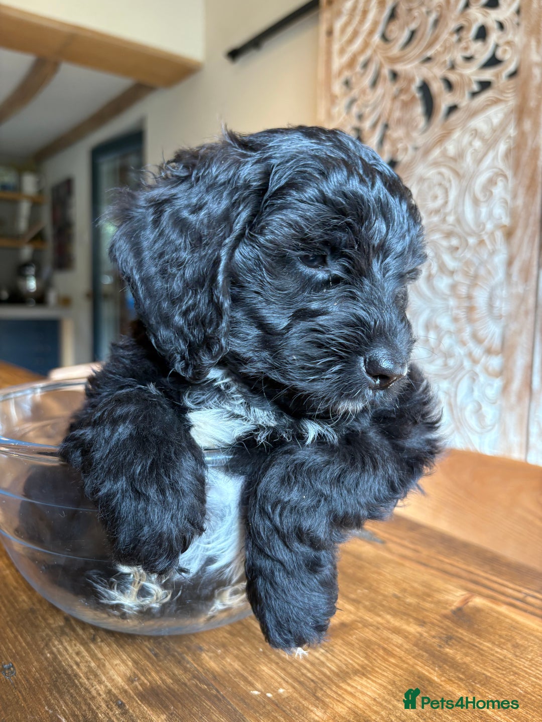 Cockapoo dogs for sale: ✨ Gorgeous Cockapoo Puppies ✨ - Image 4