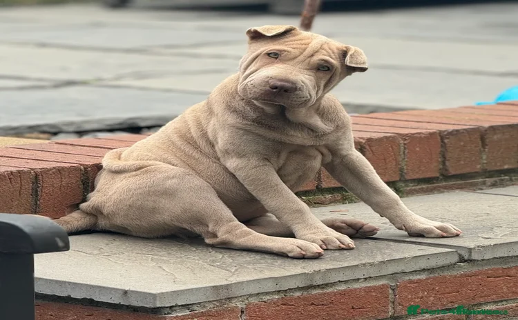 Shar Pei dogs - Advert 1
