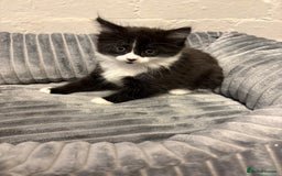 Mixed Breed cats for sale: Kittens  - Image 3