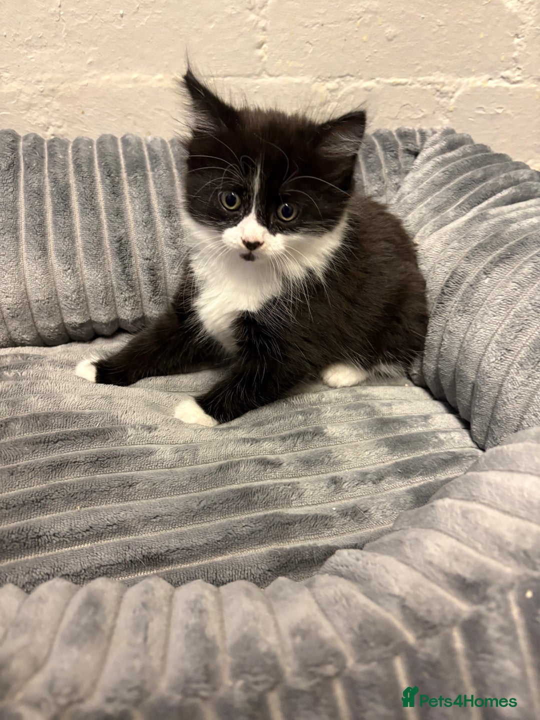 Mixed Breed cats for sale: Kittens  - Image 3