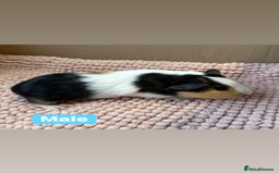 Guinea Pig rodents for sale: Young Guinea pigs  - Advert 3