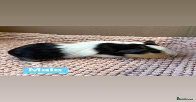 Guinea Pig rodents Young Guinea pigs  - Advert 6