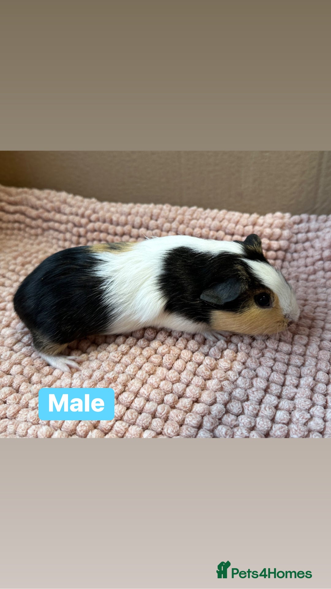 Guinea Pig rodents for sale: Young Guinea pigs  - Advert 3