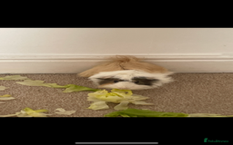 Guinea Pig rodents for sale: 2 male guinea pigs  - Image 2