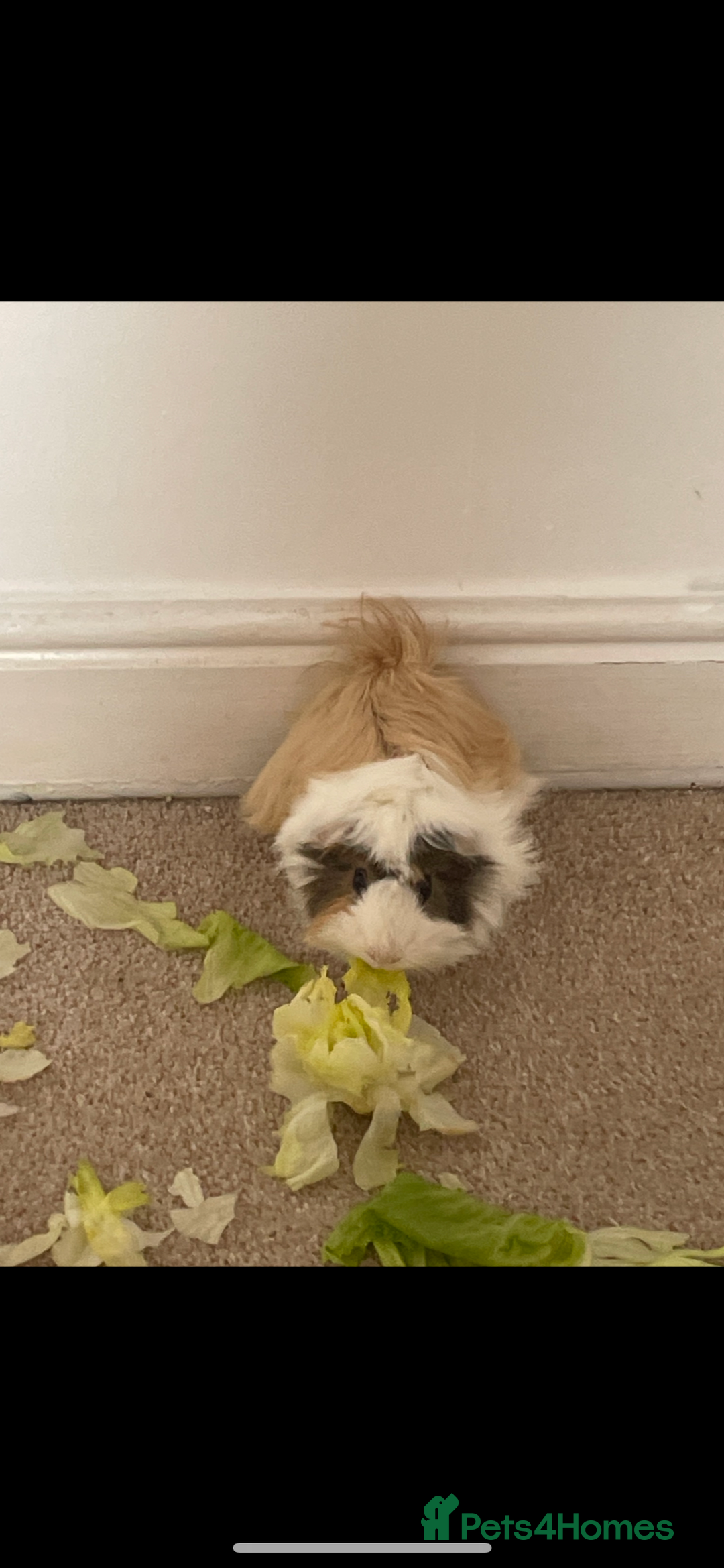 Guinea Pig rodents for sale: 2 male guinea pigs  - Image 2