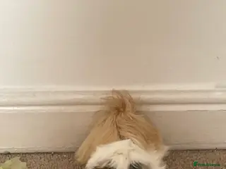 Guinea Pig rodents Male guinea pig - Advert 14