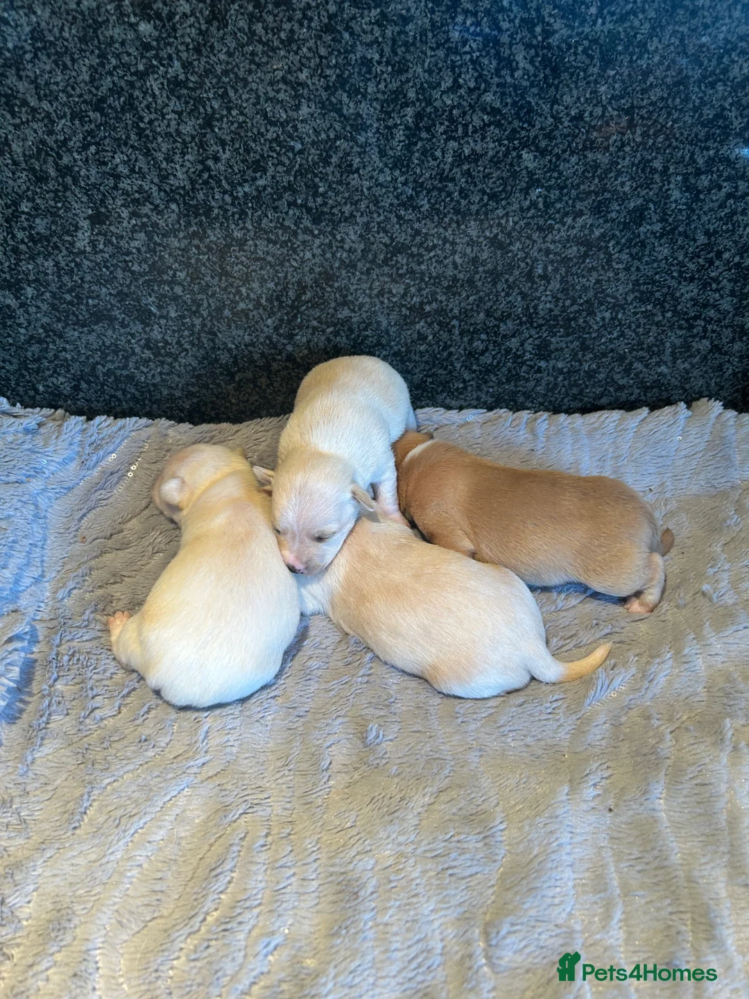Chihuahua dogs for sale: Four beautiful chihuahua puppies  - Advert 6