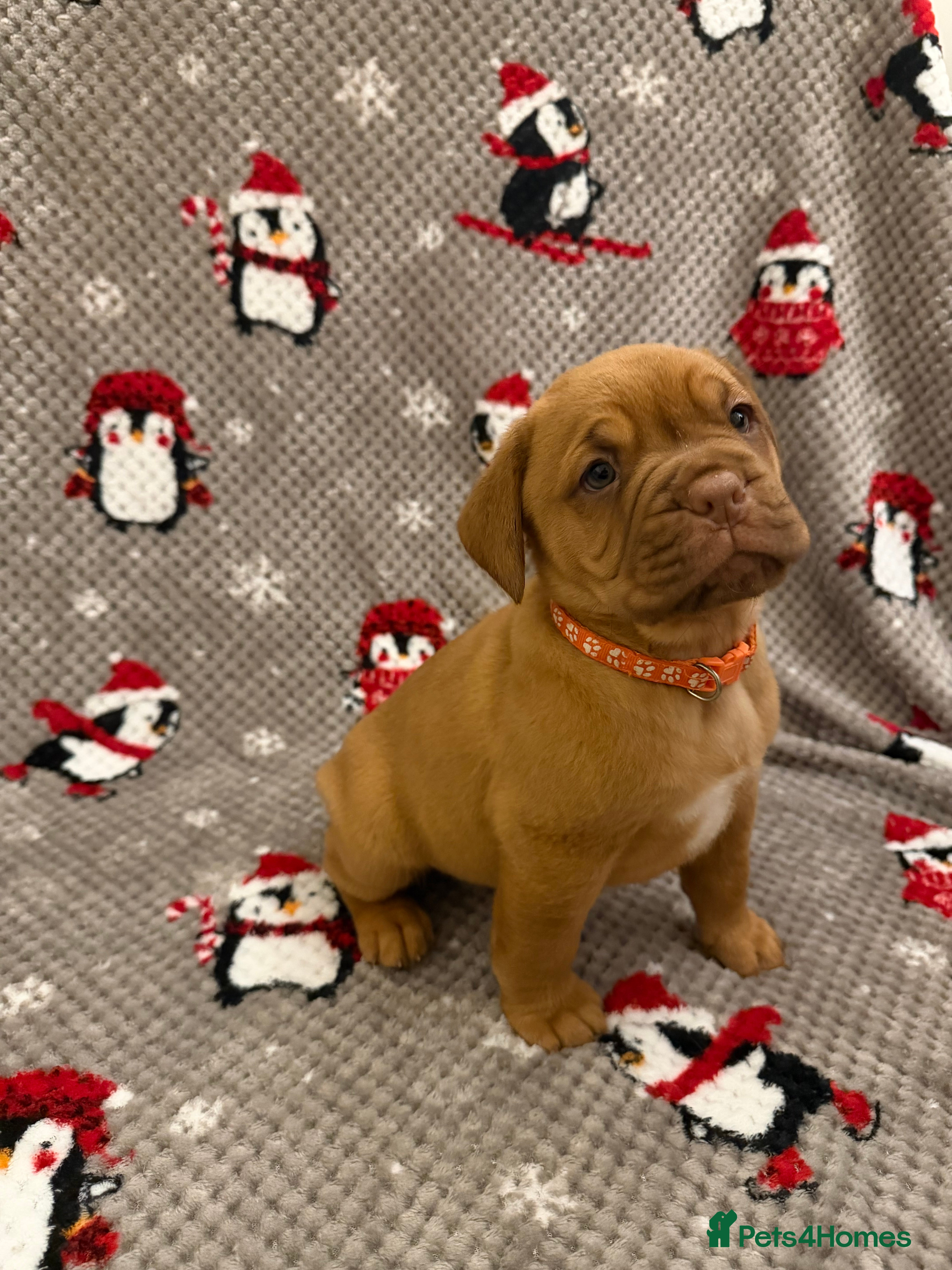 Dogue De Bordeaux dogs Beautiful Dogue De Bordeaux Puppies - Advert 4