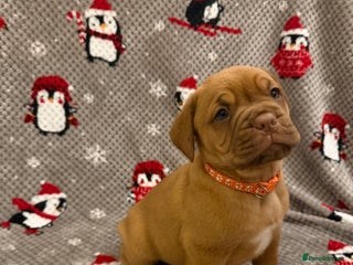 Dogue De Bordeaux dogs Beautiful Dogue De Bordeaux Puppies - Advert 11