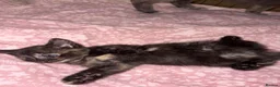Mixed Breed cats for sale: Beautiful kittens looking for their forever homes - Advert 12