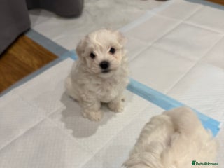 Maltese dogs Gorgeous Maltese puppies - Advert 3