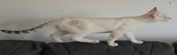 Bengal cats for sale: Outstanding Tica Show quality bengal kitten's - Advert 12
