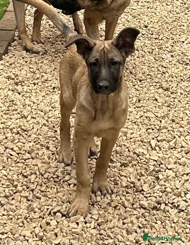 German Shepherd dogs German Shepherd puppies  - Advert 5