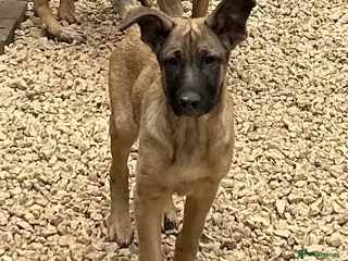 German Shepherd dogs German Shepherd puppies - Advert 5