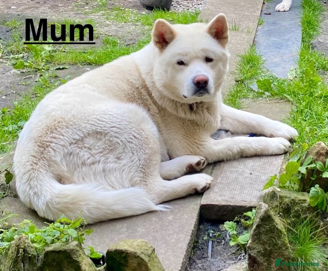 Japanese Akita Inu dogs for sale: Beautiful Japanese Akita Inu Puppies 2boys/2girls - Image 5