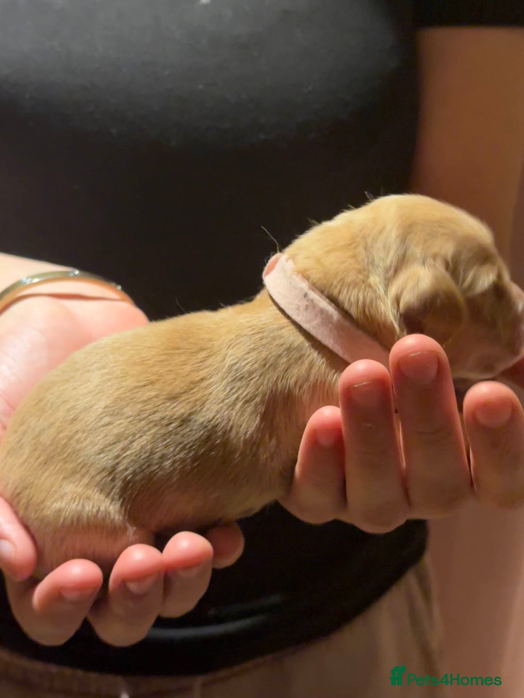 Golden Retriever dogs for sale: Golden Retriever Puppies for Sale - Image 23