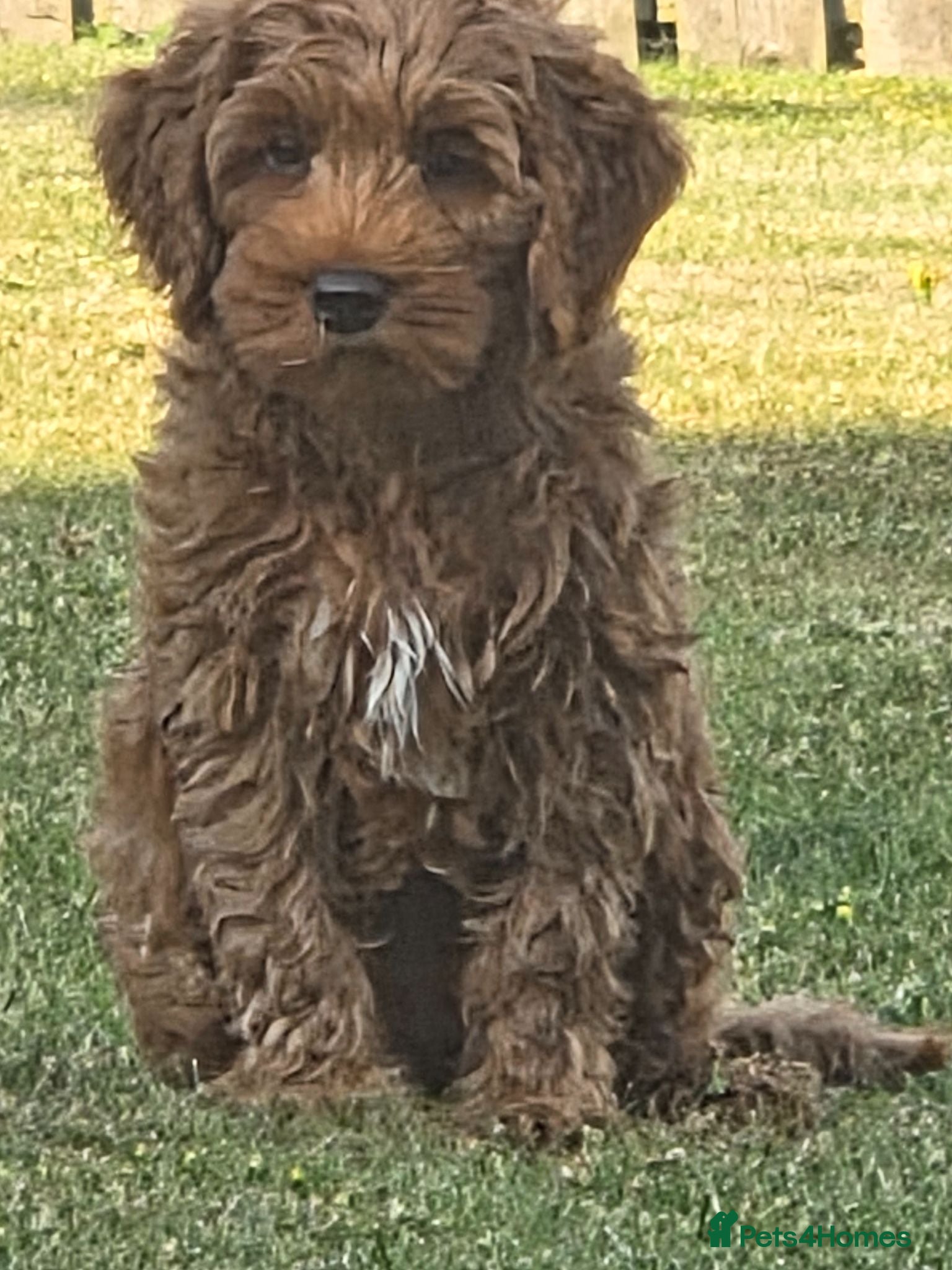 Australian Labradoodle dogs Fox Red Full Australian Labradoodle Male  - Advert 3