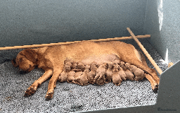 Labrador Retriever dogs for sale: SUPER DARK FOX RED KC LAB PUPS HEALTH TESTED  - Image 2