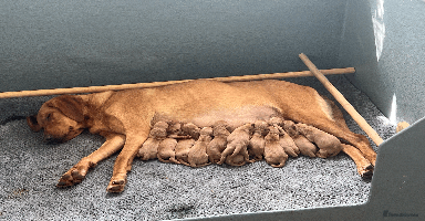 Labrador Retriever dogs - Advert 12