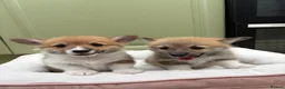 Welsh Corgi Pembroke dogs for sale: 2 Gorgeous Welsh Pembroke corgis 🩷💙 - Advert 11