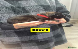 German Shepherd dogs for sale: German shepherd puppies  - Image 5