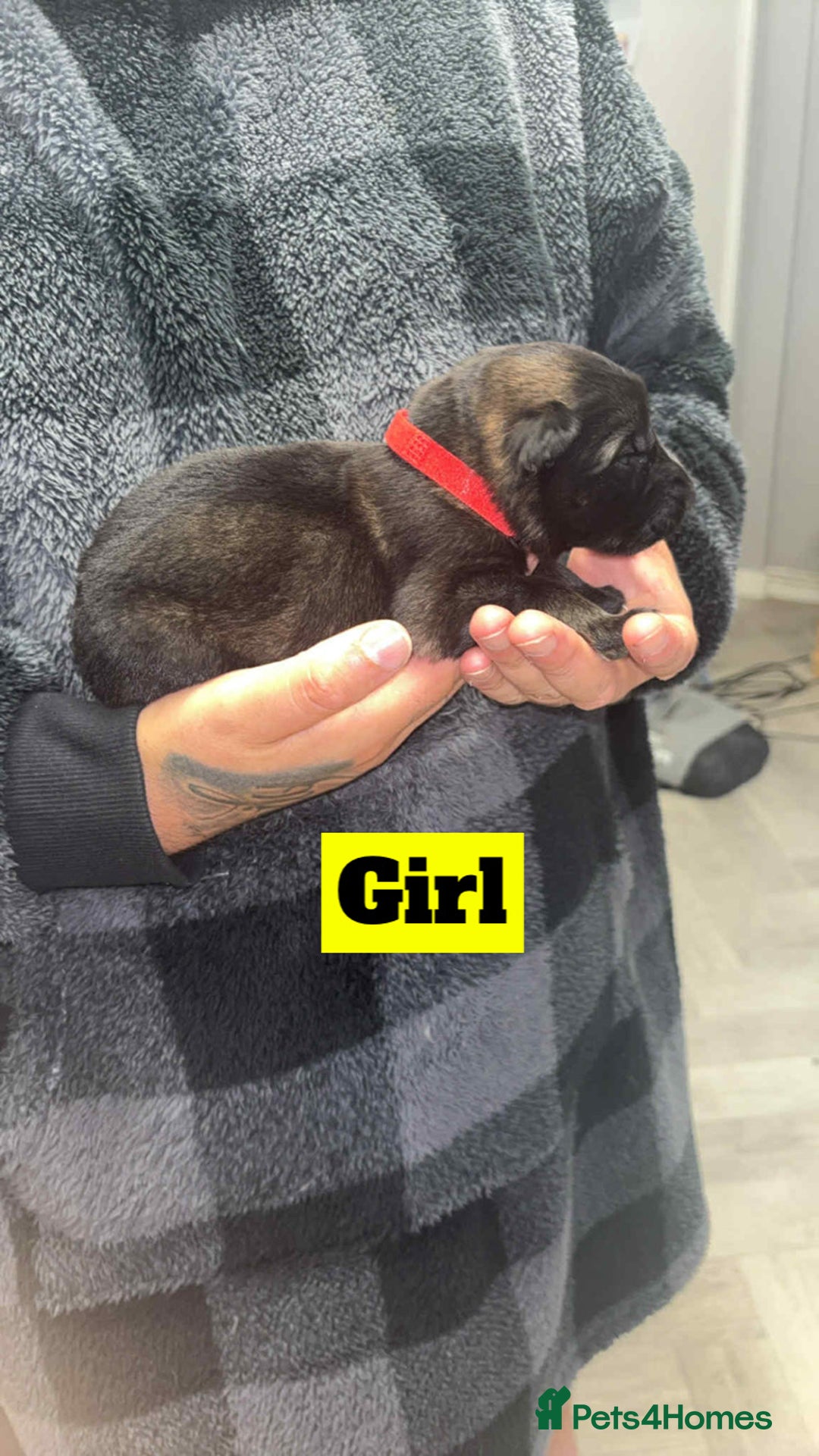 German Shepherd dogs for sale: German shepherd puppies  - Image 5