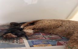 Cavapoo dogs for sale: F1b Cavapoochon  - Image 13