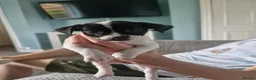 Mixed Breed dogs for sale: Gorgeous puppies looking for their forever home in Carlisle - Advert 3