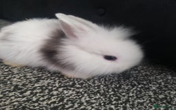 Lionhead rabbits for sale: Blue harlequin Mini lion lops  - Image 4