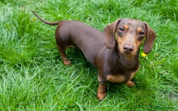 Dachshund dogs for sale: Miniature dachshund - Image 7