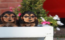 Cocker Spaniel dogs for sale: Full Cocker Spaniels Puppies  - Image 20