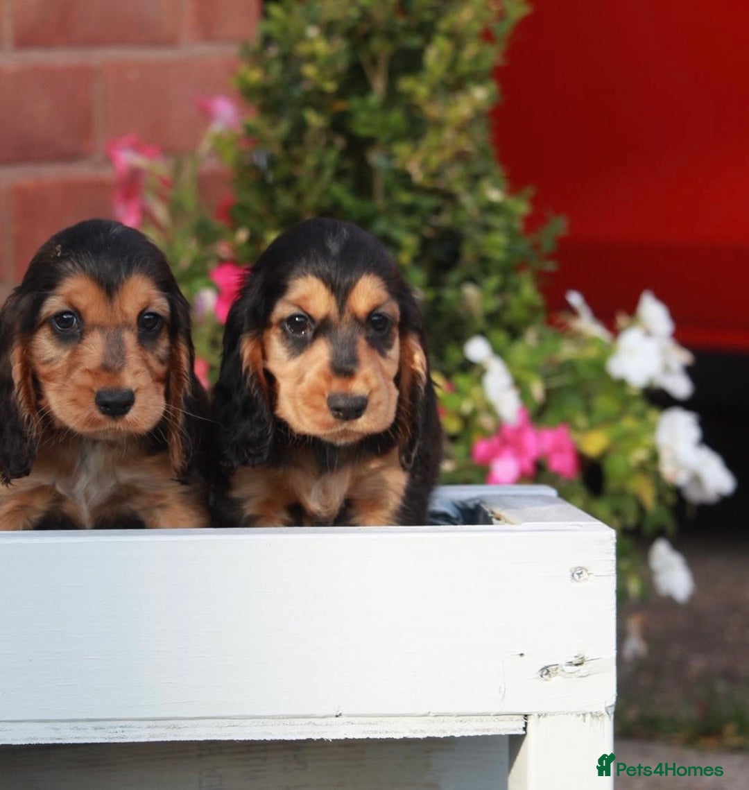 Cocker Spaniel dogs for sale: Full Cocker Spaniels Puppies  - Image 20