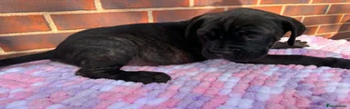 Cane Corso 3